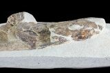 Cretaceous Fossil Fish - Goulmima, Morocco #72895-1